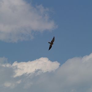 Cim d'Àligues - Falcon flying