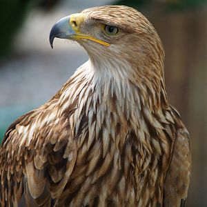 Cim d'Àligues - Eastern Imperial Eagle
