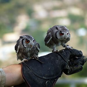 Cim d'Àligues - Northem White-faced Owl
