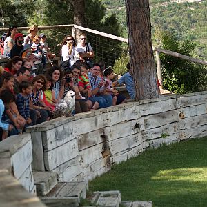 Cim d'Àligues - Snowy Owl between the spectators