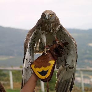 Cim d'Àligues - Short-toed eagle