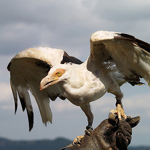 Cim d'Àligues - Palm-nut vulture