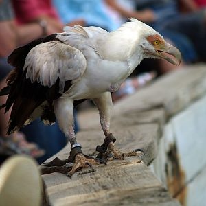 Cim d'Àligues - Palm-nut vulture