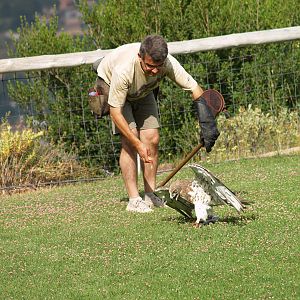 Cim d'Àligues- Short-toed eagle
