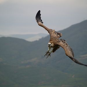Cim d'Àligues - Griffon vulture flying