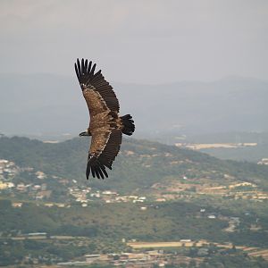 Cim d'Àligues - Griffon Vulture flying