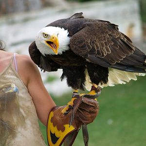 Cim d'Àligues - Bald Eagle