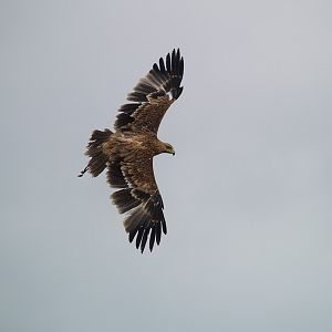 Cim d'Àligues - The flight of the Imperial Eagle