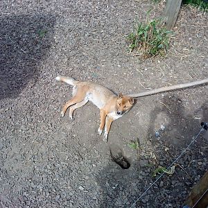 New guinea singing dog, RSCC