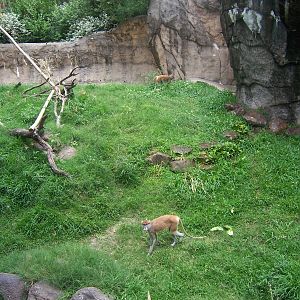 Patas Monkey