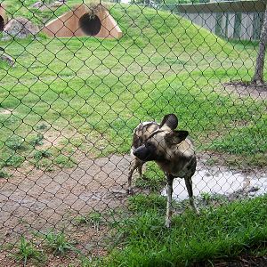 African Wild Dogs