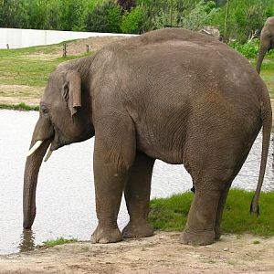 Dierenrijk - Asian Elephant Enclosure
