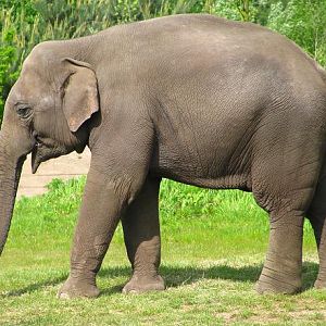 Dierenrijk - Asian Elephant Enclosure