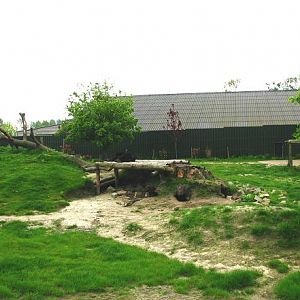 Dierenrijk - Asian Black Bear Enclosure