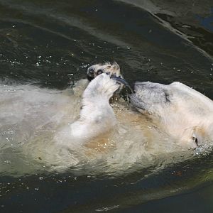 Polar bears (pic 1 out of 7)