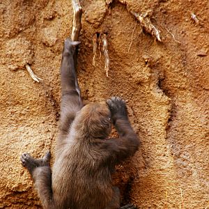 Los Angeles Zoo Campo Gorilla Reserve