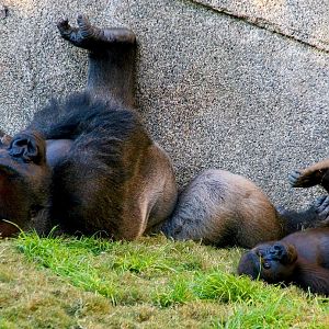 Los Angeles Zoo Campo Gorilla Reserve