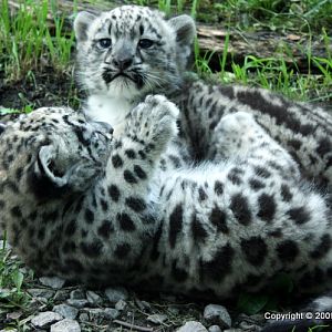 Snow Leopard Cubs