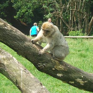 Barbary Macaque