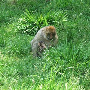 Macaque with young