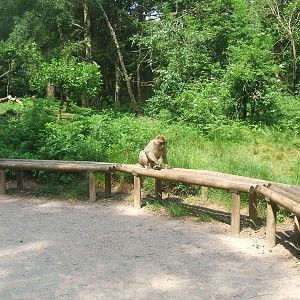 Macaque on a bench