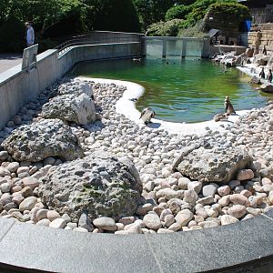 Penguins, Copenhagen Zoo June 2009, (pic 5 of 5)