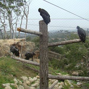 California Condors