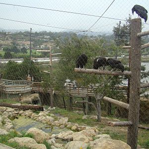 California Condor exhibit