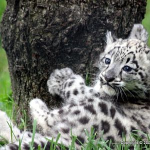 Snow Leopard Cubs