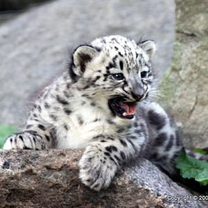 Snow Leopard Cubs