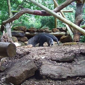 Male Giant Anteater