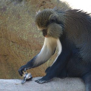 guenon examining a dead bird