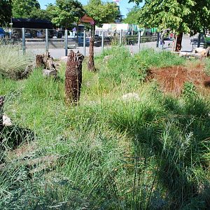 Tasmanian devil exhibit, Copenhagen Zoo June 2009, pic 2 of 7