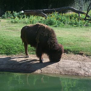 Bison