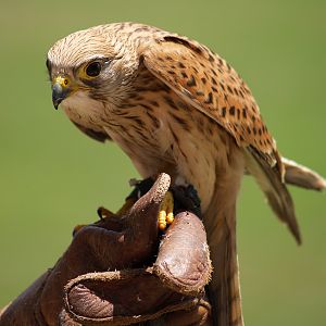 Cim d'Àligues - Common Kestrel