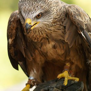 Cim d'Àligues - Black Kite