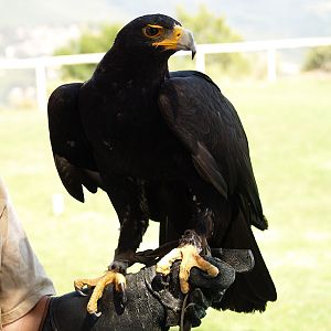 Cim d'Àligues - Verreaux Eagle