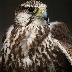 Cim d'Àligues - Laggar Falcon