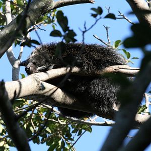 Binturong asleep in tree