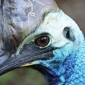 Close-up of cassowary head