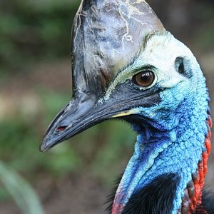 Cassowary