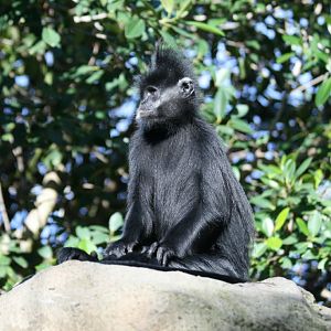 Francois Langur