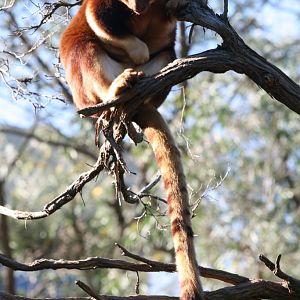 Goodfellows Tree Kangaroo