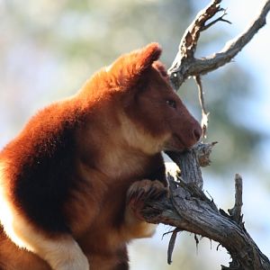 Goodfellows Tree Kangaroo