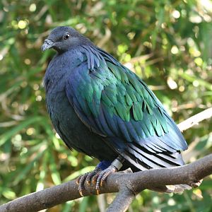 Nicobar Pigeon