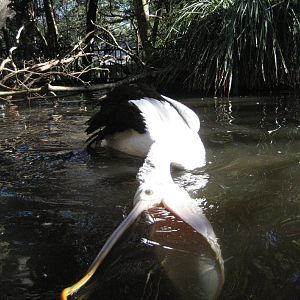 Pelican feeding