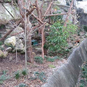 Red Panda exhibit, with Panda