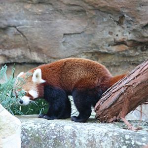 Red Panda scent-marking