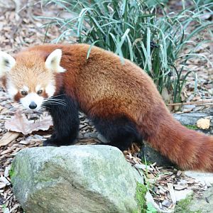 Red Panda scent-marking