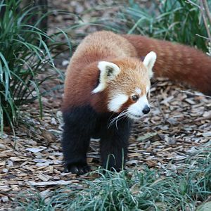 Red Panda